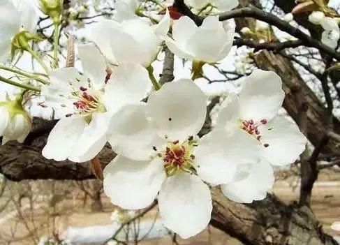 梨花落尽旧梦迟,时光流转中的岁月沉思