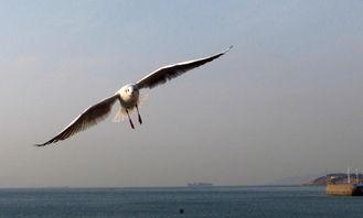晨海的海鸥,翱翔在碧波之上的自由使者
