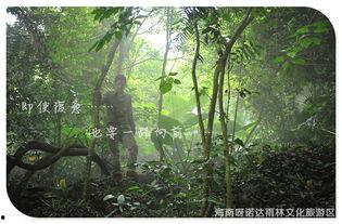 雨林爱发生,揭秘热带雨林的绿色奇迹与生态奥秘